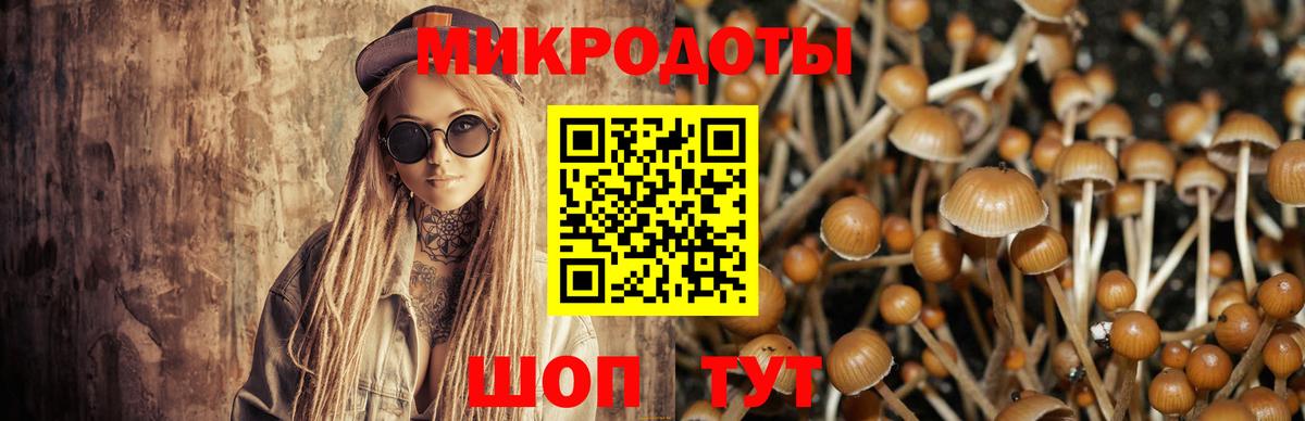 Галлюциногенные грибы Psilocybe Кыштым